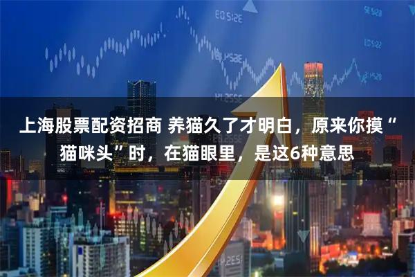上海股票配资招商 养猫久了才明白，原来你摸“猫咪头”时，在猫眼里，是这6种意思